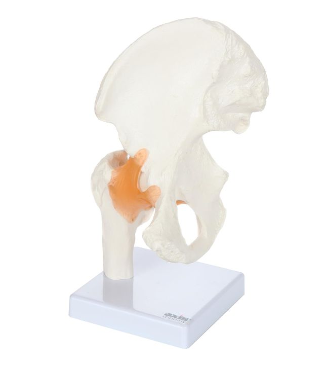 IBEX SCIENCES Life Size Hip Bone Anatomy Pelvis Model with Flexible Ligaments and Bony Landmarks – Realistic Design, Includes Base and Product Manual, Medical Joint Holder Anatomy Life Size