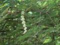 15 Seed of Desi Kikar Plant-Vachellia Nilotica Babool Plant Seeds. 