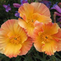 California Poppy Seeds - Thai Silk Apricot 15gm. 