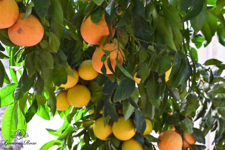 Grapefruit%20Imported%20Ruby%20Red%20Seeds%20Fresh%20Imported%20Hybrid%20Organic%20(50%20SEEDS)%20-%20Image%203