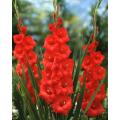 Gladiolus Red Flower Bulbs, 3 fresh bulbs imported from Holland. 