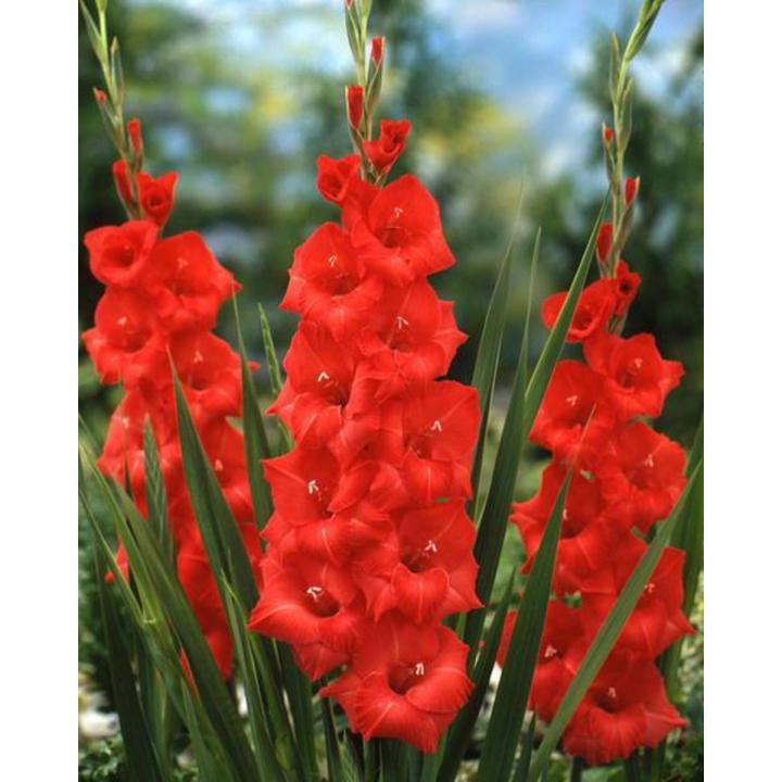 Gladiolus Red Flower Bulbs, 3 fresh bulbs imported from Holland