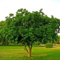 10 Seeds of Sukh Chain Plant. 