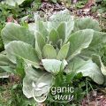 Organic Way Mullein Leaf | Herbal Tea (Verbascum Thapsus) Cut & Sifted - European Wild-Harvest | Organic & Kosher Certified | Non GMO & USDA Certified | Origin - Albania (1LBS / 16Oz). 