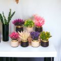 Artificial Flower 7 Piece Set Desktop Fake Plants Table Plastic Vase Fake Flower Wedding Christmas Decoration for Home Gift. 