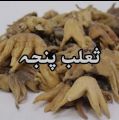 Salab Panja / 10g. 