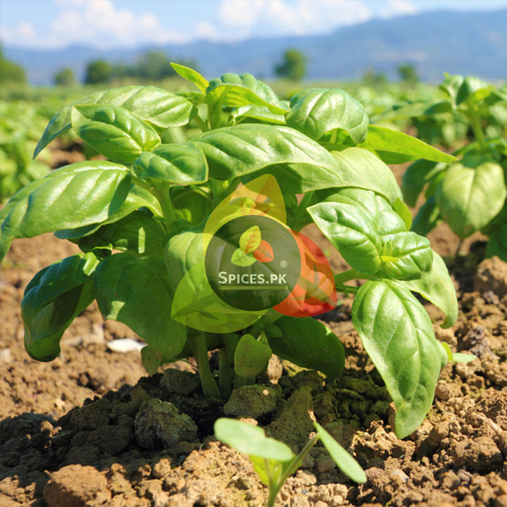 Tukh%20Malanga%20/%20Basil%20Seeds%20/%20Balango%20/%20Sabja%20Seeds%20for%20Weight%20Loss%20&%20Refreshing%20Drinks%2065g%20-%20Image%207