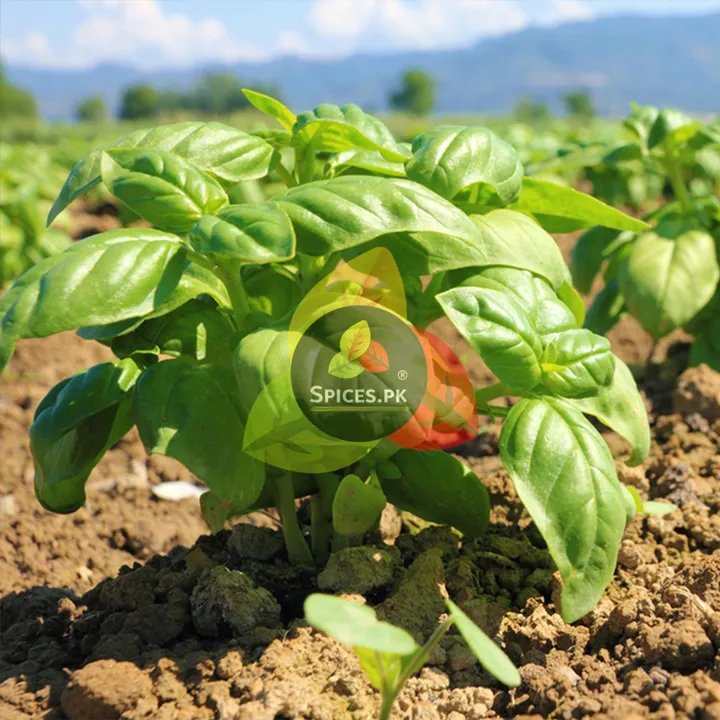 Tukh%20Malanga%20/%20Basil%20Seeds%20/%20Balango%20/%20Sabja%20Seeds%20for%20Weight%20Loss%20&%20Refreshing%20Drinks%2065g%20-%20Image%207