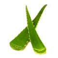 Green Aloe Vera Leaf filled with Gel. 
