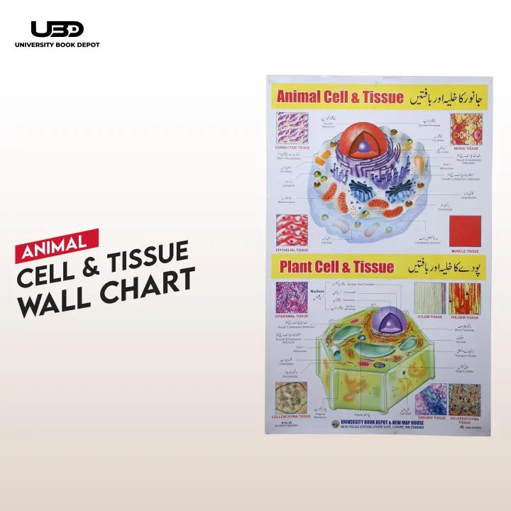 Animal and Plant Cell Diagram Wall Chart - Classroom & School ...