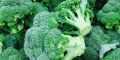 Broccoli 230+ High Quality Seeds Best for Home Kitchen Gardening High Germination Rate. 