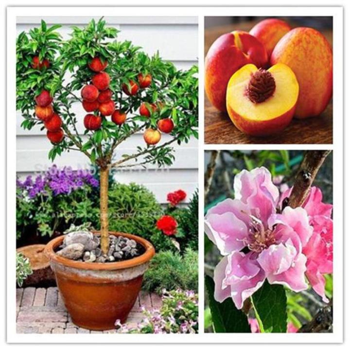 Bonsai Peach Fruit Tree Seeds