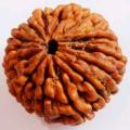 Rudraksh stone natural Indian weight 12.45 cirat . 
