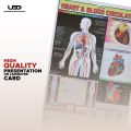 Human Heart and The Blood Circulation System Wall Chart | HD picture Presentation on 200 grams Laminated card 23*36 inches. 