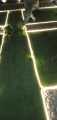 Artificial Grass Mat / wall grass hedges / Green Lawn Decor for Balcony or Door Entrance. 