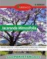 Pack of 5 Jacaranda Tree Seeds Best Blue Bonsai Plant. 