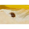 bed bug killer Powder 100 gram with application brush. 