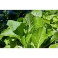 Mustard / Sarson Saag Vegetable Seeds - High Germination Rate. 