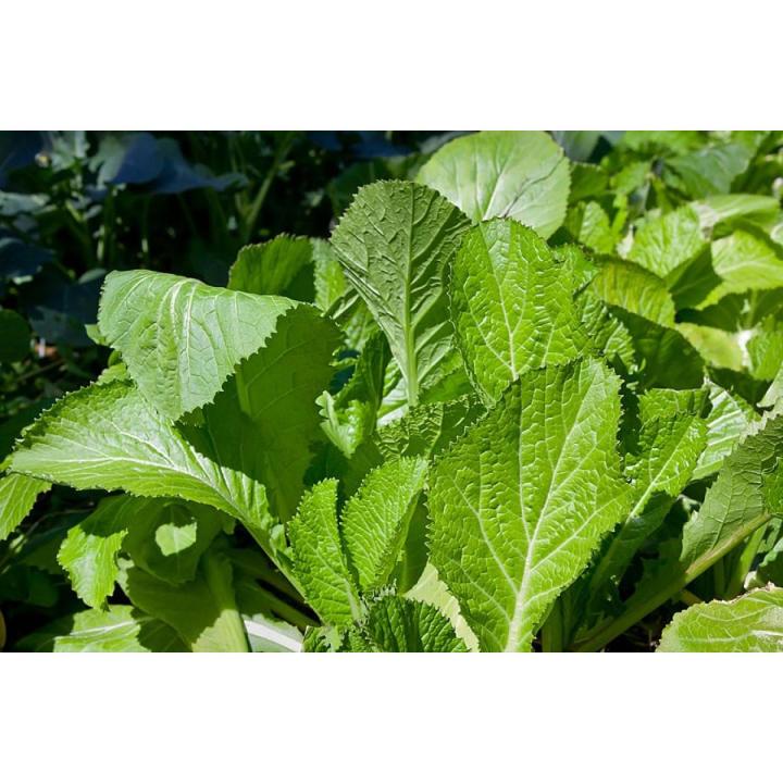 Mustard%20/%20Sarson%20Saag%20Vegetable%20Seeds%20-%20High%20Germination%20Rate%20-%20Image%204