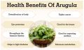 Arugula or Rocket Salad Seeds Herb Seeds Qty +100. 