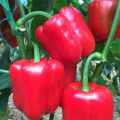 Bell Pepper,Capsicum,Shimla Mirch,Rainbow Blend Sweet Delicious Large Bell Peppers,Imported from CALIFORNIA Big Red Color Horizon Seeds, Heirloom Non-GMO Variety, for Starting Indoors and Outdoor Vegetable Garden by GREEN GOLD 10 Seeds.. 