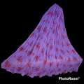 Crinkle Chiffon Floral Dupatta for women, Full Length, Premium Quality. 