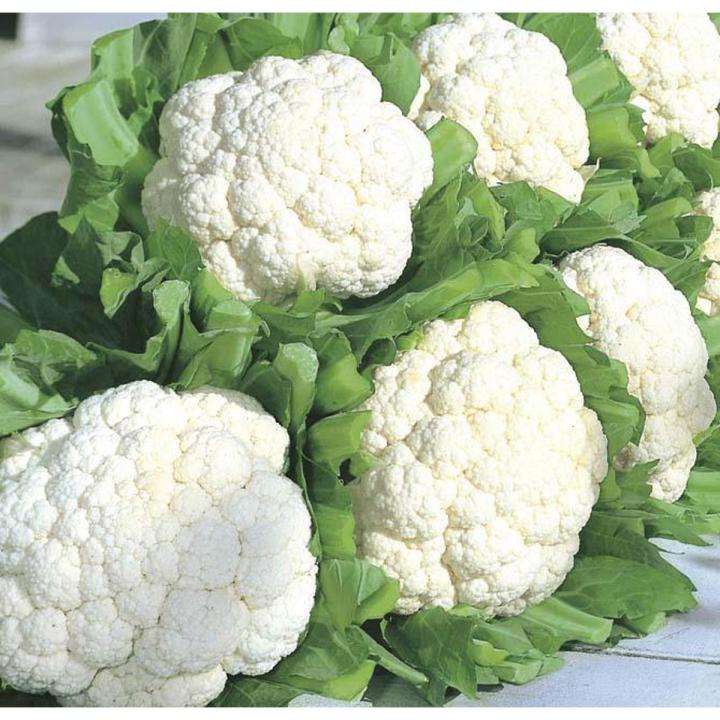 Cauliflower (Phool Gobi) seed