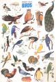 8 Pcs Set Animals, Fruits, Birds, Vegetables, Counting Early Learning Children Adhesive Stickers. 