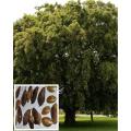 5 Fresh Seeds Sukh Chain Tree Bonsai Plant Flower. 