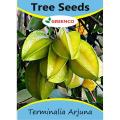 5 Fresh Terminalia Arjuna Arjun Bonsai Tree Seeds. 