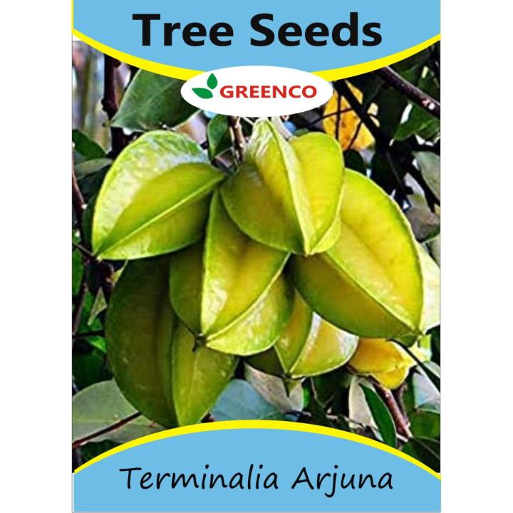 5 Fresh Terminalia Arjuna Arjun Bonsai Tree Seeds