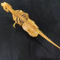 T-REX skeleton  back from extinction dienophile's collection. 