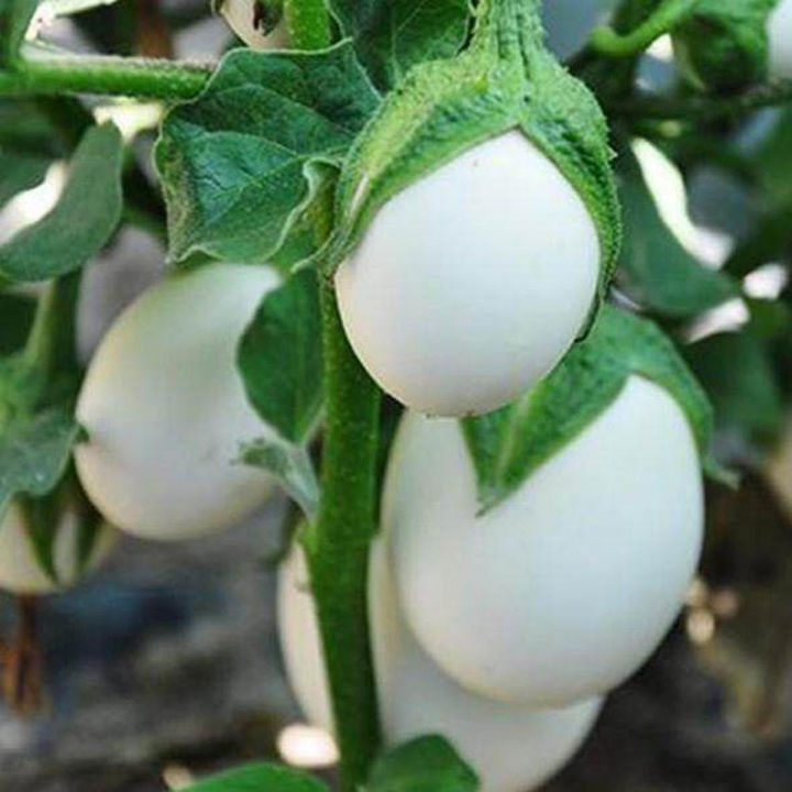 20+ F1 Hybrid White Eggplant, Baingan, Brinjal - Kitchen Gardening Vegetable Seeds