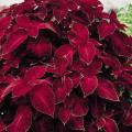 Wizard Velvet Red Coleus Seeds. 