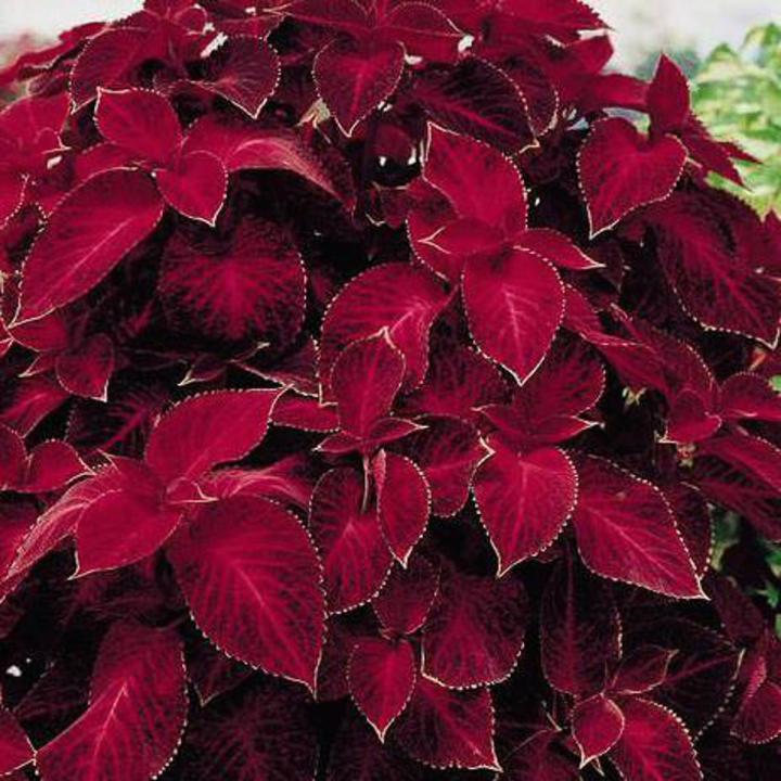 Wizard Velvet Red Coleus Seeds