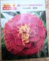 French Marigold Dwarf-Red. 