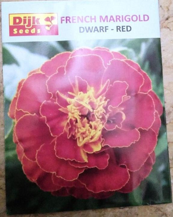 French Marigold Dwarf-Red