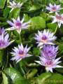 Blue Egyptian (Nymphaea caerulea) Flower Seeds. 