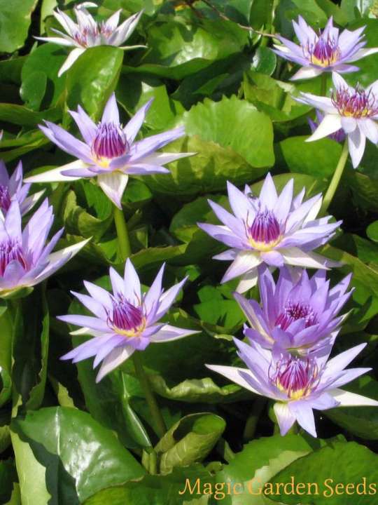 Blue Egyptian (Nymphaea caerulea) Flower Seeds