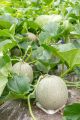 Honeydew Melon ( Kharbooza ) Seeds Best for Home Kitchen Gardening. 