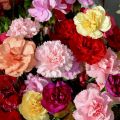 Carnation mix winter Flower seeds. 
