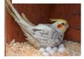 900grams Original Wide Wood Shavings  Lakrhi ka burada (Bura) wood shave bird cages accessories. 