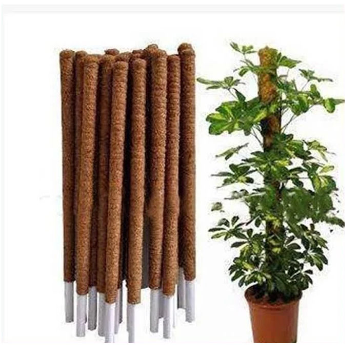 Pack Of 1, 2 And 3 Plant Stick (3 Ft) Straightener For Climbing Indoor Plants / Money Plants