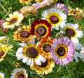 Chrysanthemum Flower Seed (Gul E Dawoodi) winter Flower seed. 