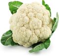 Cauliflower F1 Hybrid Seeds - Phool Gobi Sealed Pack for Kitchen Gardening. 