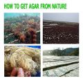 Agar Powder 100g(3.53oz) Vegetable Gelatin Dietary Fiber. 