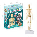 Oem More Biological Model Teaching Aids Human Skeleton Organs Science Learning Kit 3D Anatomy Human Body Toy. 