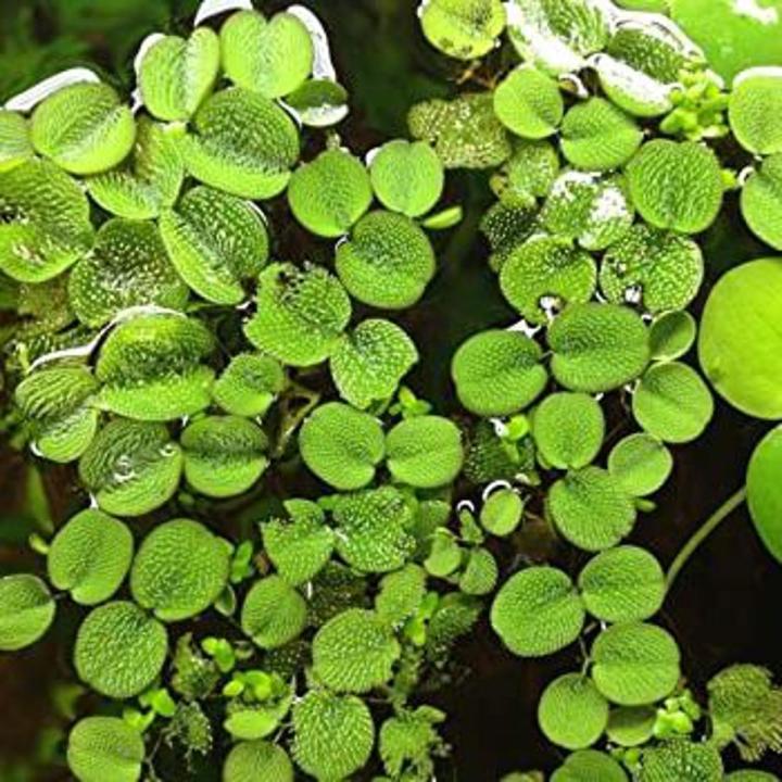 Water Spangles / Salvinia Minima - Easy-Care lowtec Aquatic Plants for Aquariums, Natural Filtration, Oxygenation, Water Quality Improver