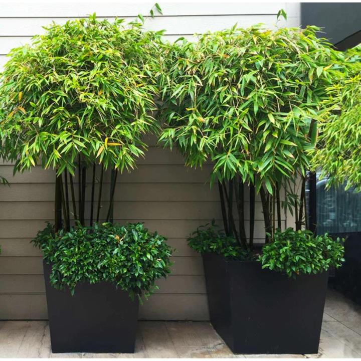 Black Bamboo Seeds