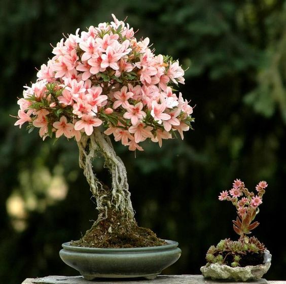 Azalea%20Light%20Pink%20Flowre%20Tree%20Seeds%20-%20Image%202